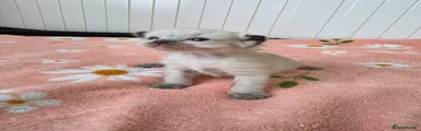 Ragdoll Boy 2