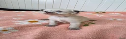 Ragdoll cats for sale: Ragdolls kittens. - Advert 15