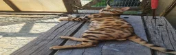 Bengal cats for sale: Super Affectionate & Playful.  Breed Quality  - Advert 8