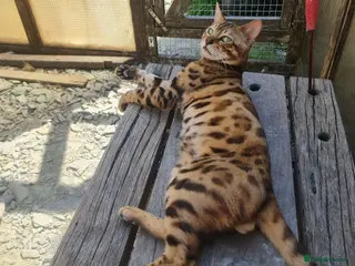 Bengal cats *Litter trained* Super Affectionate & Playful. - Advert 4