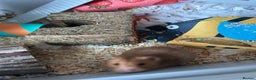 Hamster rodents for sale: Syrian hamster - Advert 2