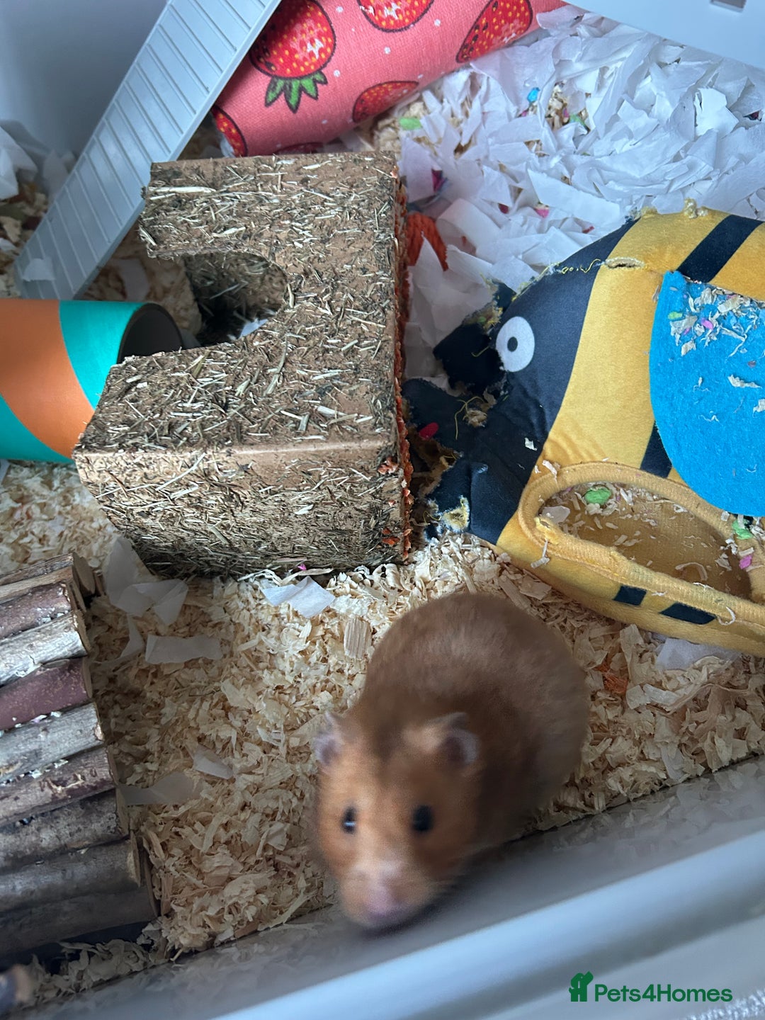 Hamster rodents for sale: Syrian hamster - Advert 2