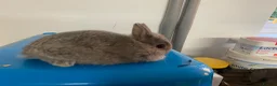Netherland Dwarf rabbits for sale: Beautiful Netherland Dwarf babies  - Advert 10