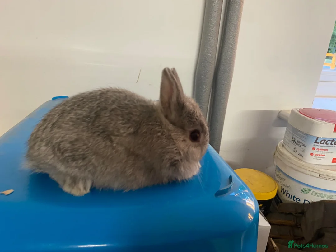 Netherland Dwarf rabbits for sale: Beautiful Netherland Dwarf babies  - Advert 10