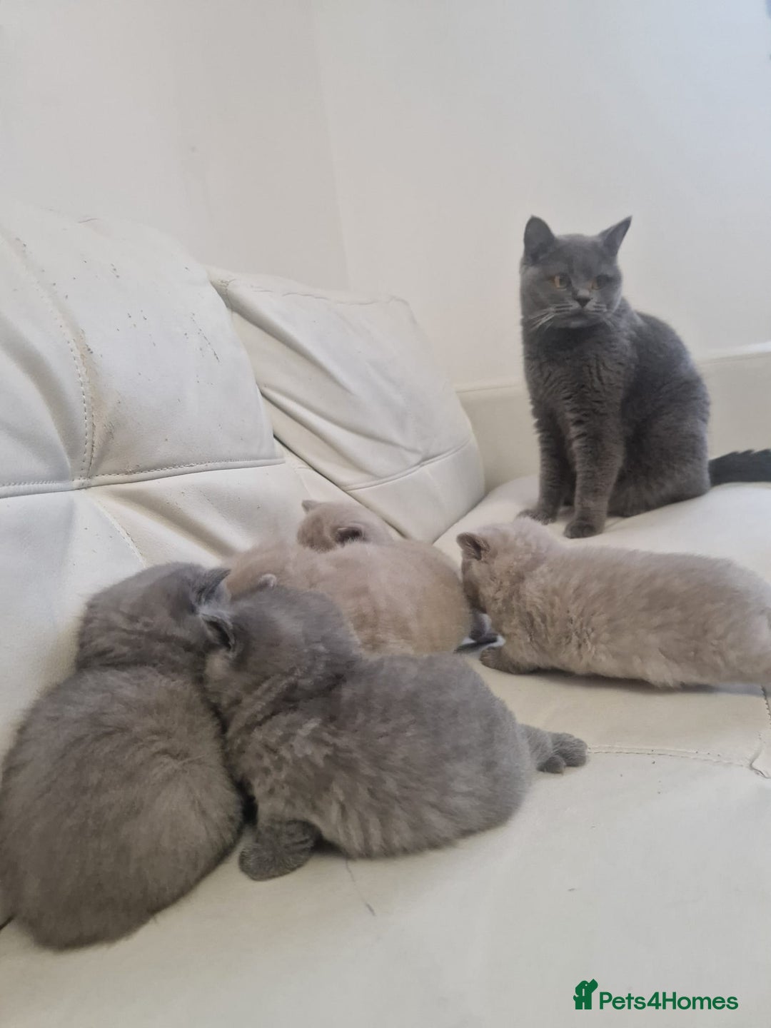 British Shorthair cats for sale: British Shorthair Kittens Blue and Lilac. - Advert 15