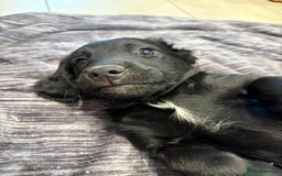 Mixed Breed dogs for sale: Rare black golden cocker puppies - Image 16
