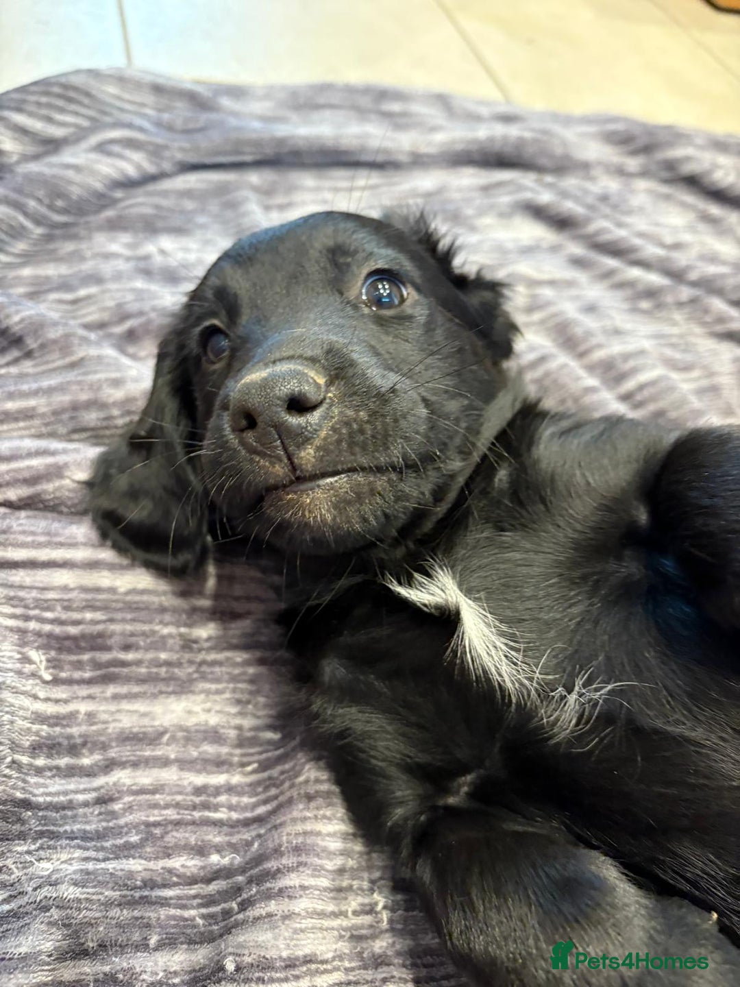 Mixed Breed dogs for sale: Rare black golden cocker puppies - Image 16