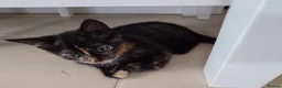 Mixed Breed cats for sale: 2 remaining kittens, looking for forever homes - Advert 21