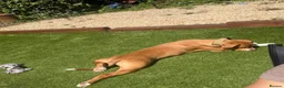 Mixed Breed dogs for sale: Beautiful 8-Month Staffy Cross Puppy  in Bristol - Advert 2