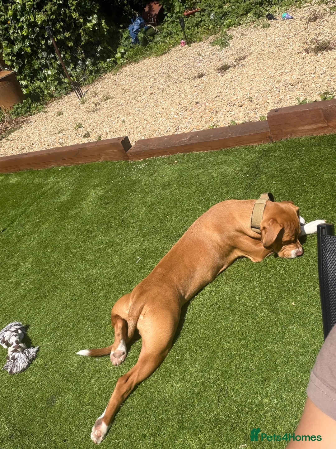 Mixed Breed dogs for sale: Beautiful 8-Month Staffy Cross Puppy  in Bristol - Advert 2