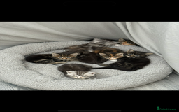 Mixed Breed cats for sale: Maine coon / Tabby kittens - Image 1