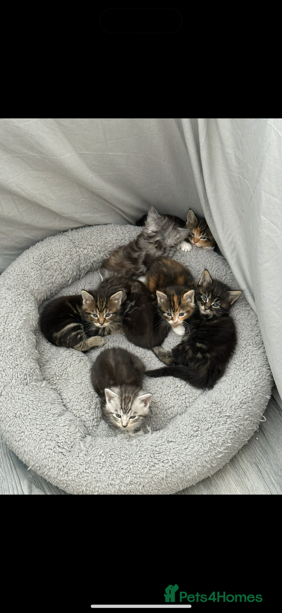 Mixed Breed cats for sale: Maine coon / Tabby kittens - Image 1