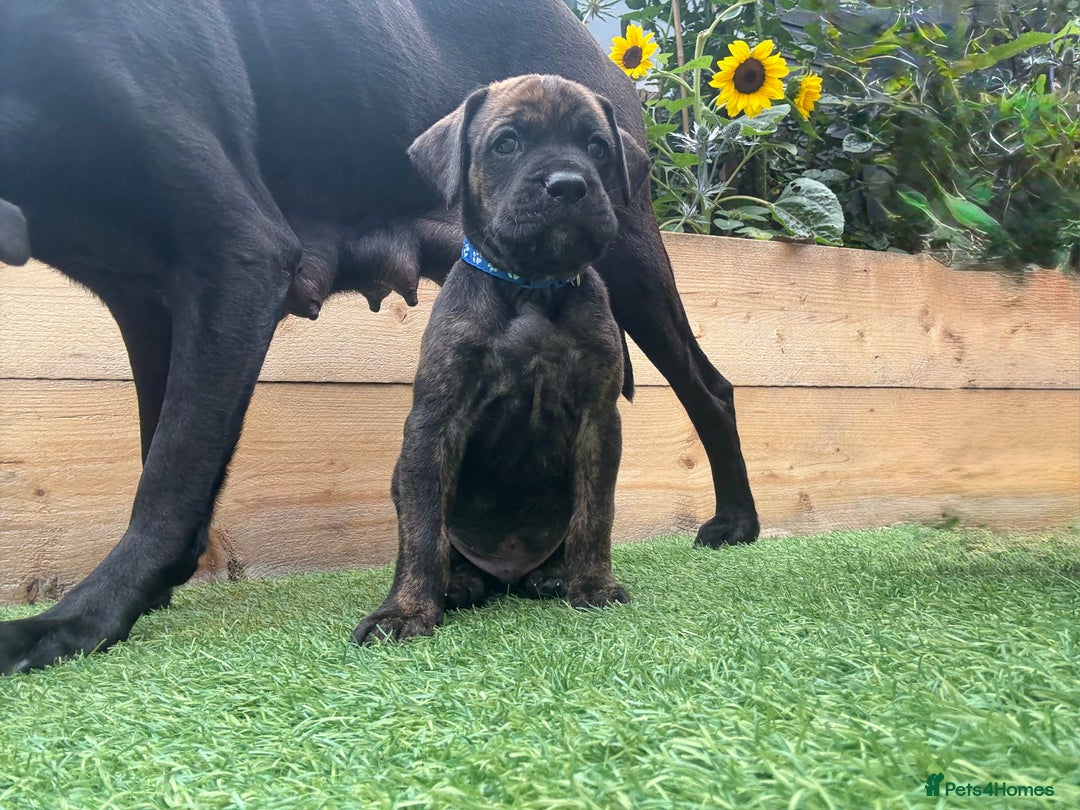 Mixed Breed dogs for sale: Male Labrador X puppy  - Image 3