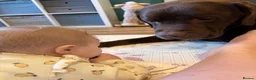 Labrador Retriever dogs for sale: Wonderful KC Chocolate Labrador Pups for Sale - Advert 3