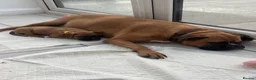 Boxer dogs for sale: 3 Boxer pups for sale in Glasgow - Advert 2