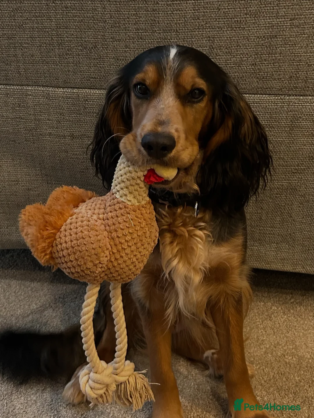 Gallery Image {{count}}