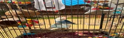 Lovebirds birds for sale: Misk and Malak - Advert 4