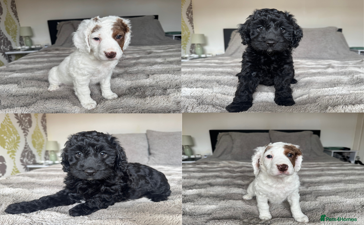 Cockapoo dogs - Advert 1