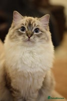 Ragdoll cats Ragdoll ACTIVE Female - Advert 5