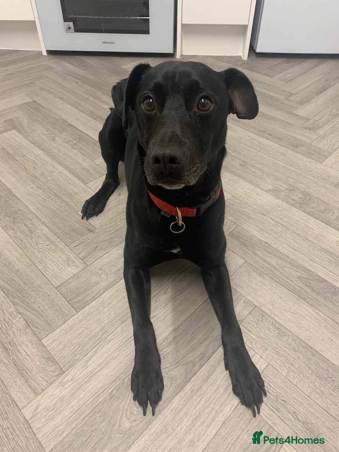 Patterdale Terrier dogs for sale: 6 year old patterdale terrier  - Image 1