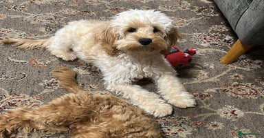 Cockapoo dogs - Advert 10
