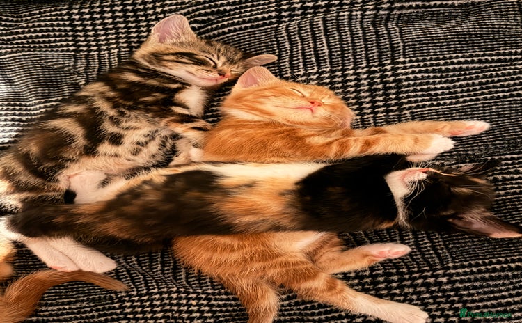Mixed Breed cats - Advert 14