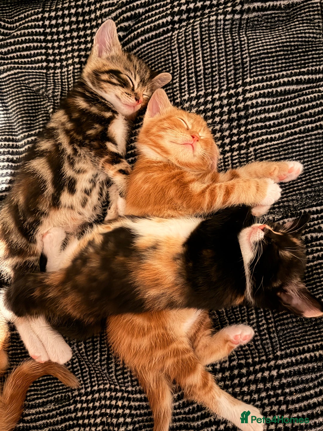 Mixed Breed cats for sale: 2 girls tabby and 2 boys gingers ragdoll tabby mix - Image 1