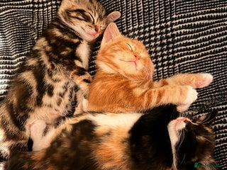 Mixed Breed cats - Advert 10