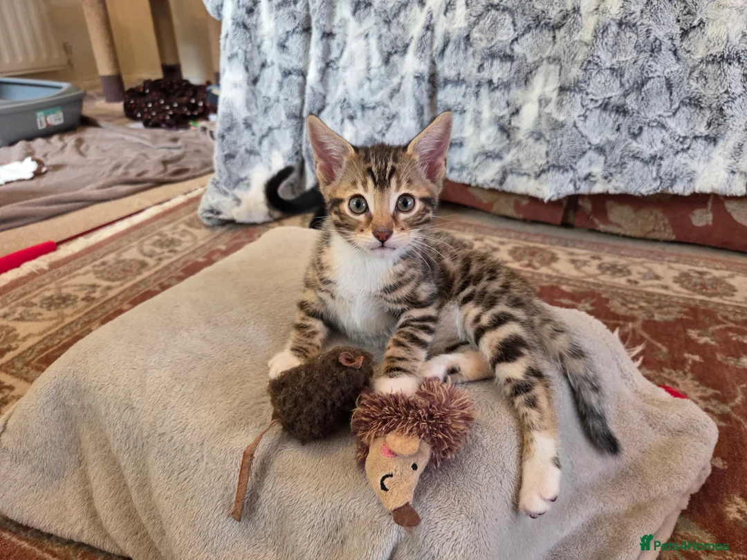 Bengal cats for sale: Adorable Bengal Cross Kittens for Sale - Advert 1