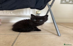 British Shorthair cats for sale: 3 adorable little black kittens - Image 1