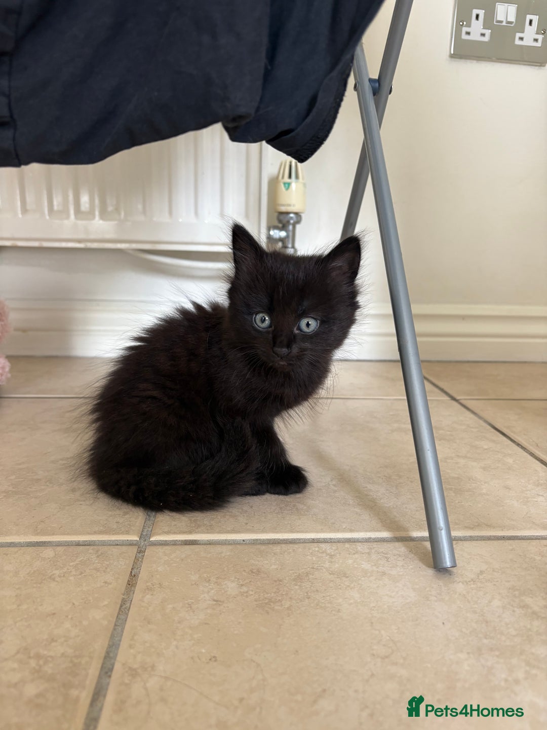 British Shorthair cats for sale: 3 adorable little black kittens - Image 1