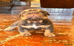 English Bulldog dogs for sale: English bulldogs  - Image 10