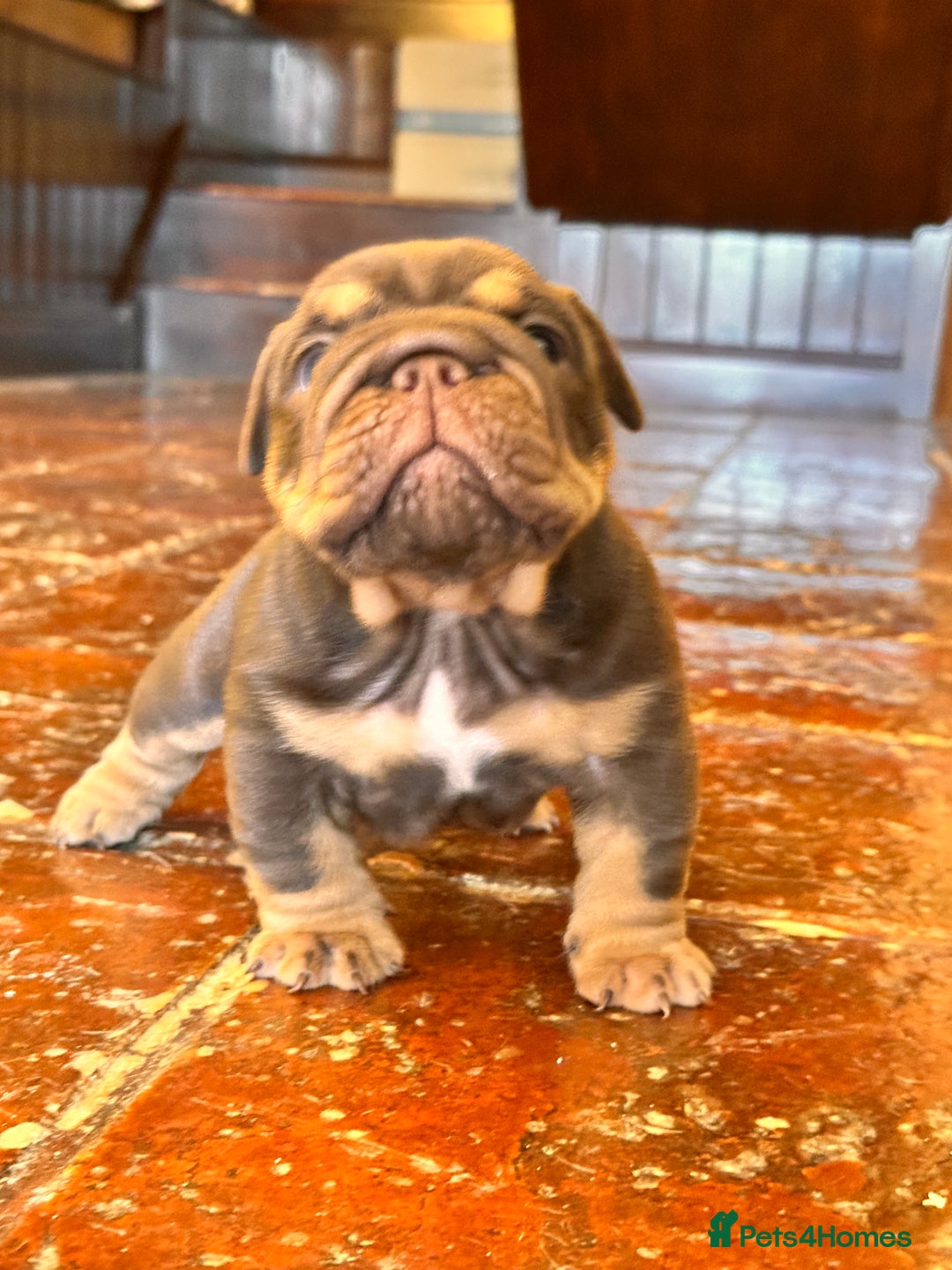 English Bulldog dogs for sale: English bulldogs  - Image 10
