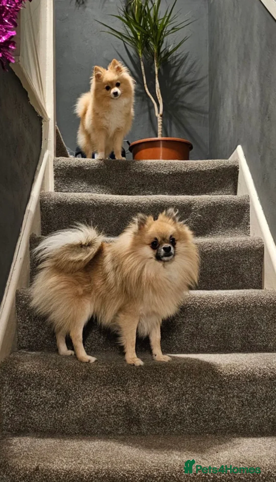 Pomeranian dogs for sale: pomeranian puppy in Wigston - Advert 2