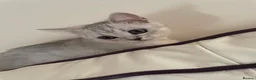 British Shorthair cats for sale: British Blue Shorthair Silver Tabby kittens - Advert 9