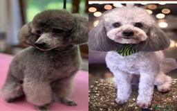Toy Poodle dogs for sale: 2x silver 1x cream female pure bred toy poodles - Image 6
