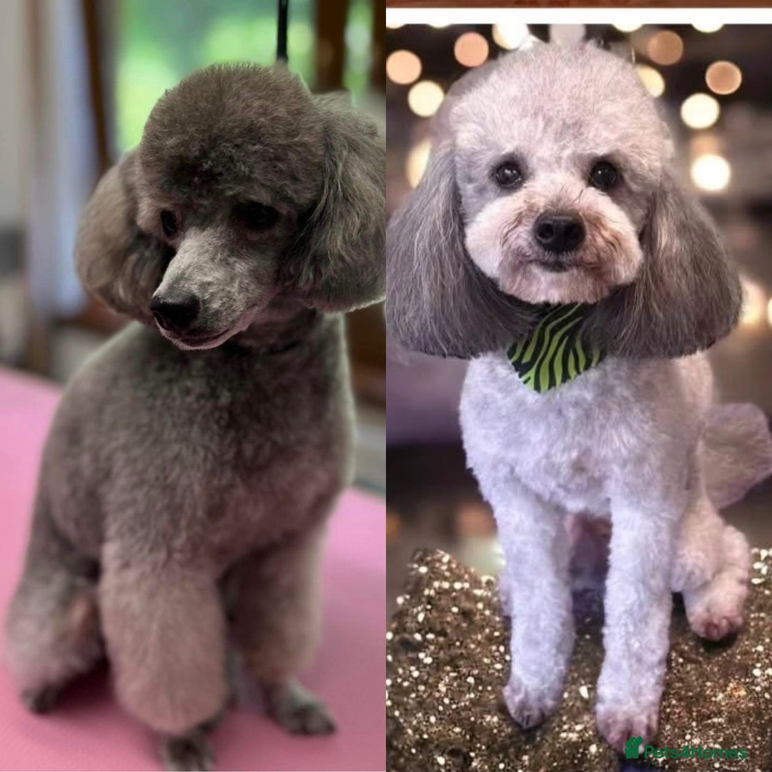 Toy Poodle dogs for sale: 2x silver 1x cream female pure bred toy poodles - Image 6