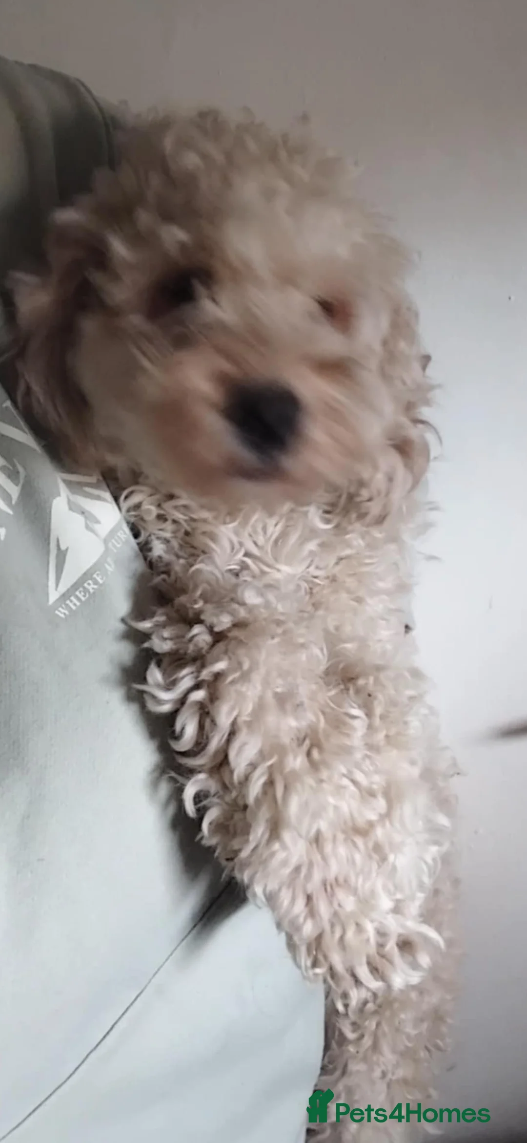 Cockapoo dogs for sale: Female cockapoo  in Dundee - Advert 1