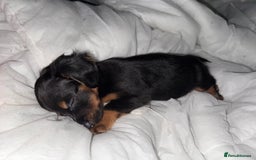 Chiweenie dogs for sale: Monty is looking for his new home - Advert 5