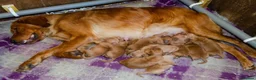 Golden Retriever dogs for sale: KC 𝑫𝒂𝒓𝒌 𝑹𝒆𝒕𝒓𝒊𝒆𝒗𝒆𝒓 𝑷𝒖𝒑𝒑𝒊𝒆𝒔 - Advert 5