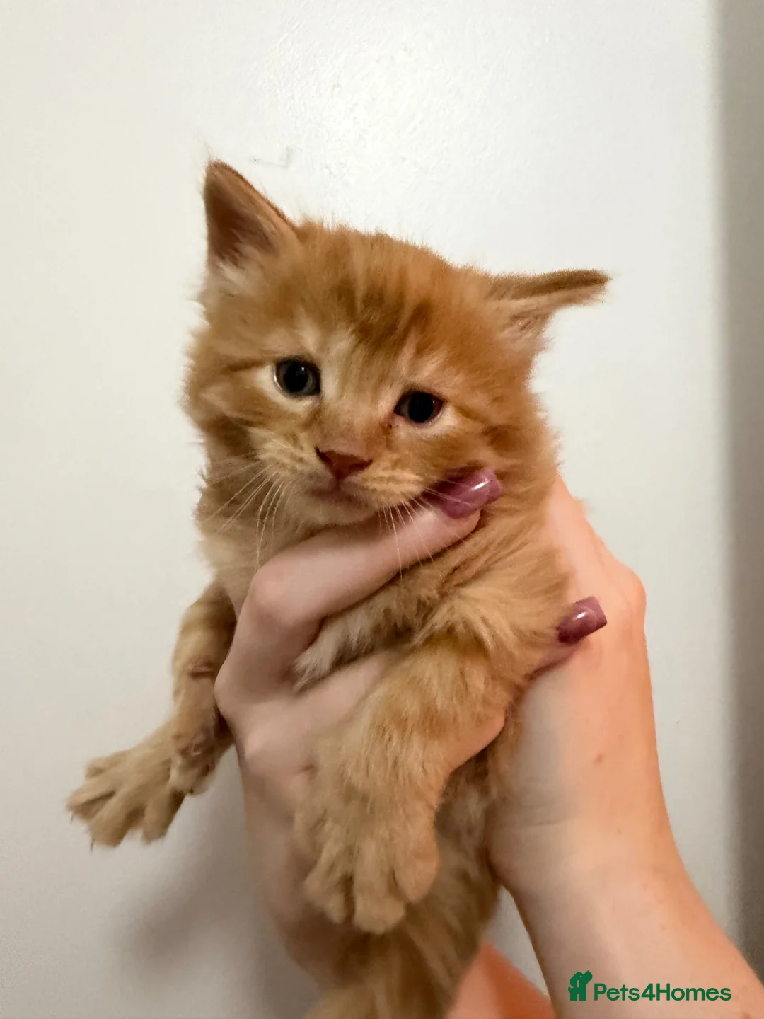 Domestic Shorthair cats for sale: Ginger kittens in Blackburn - Advert 1