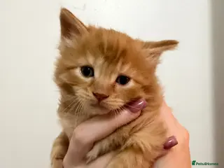 Domestic Shorthair cats Ginger kittens - Advert 1