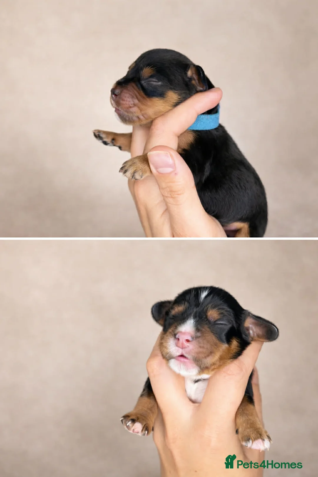 Cocker Spaniel dogs for sale: Working Cocker Spaniel puppies🩷  - Advert 3