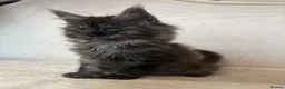 Maine Coon cats for sale: READY NOW 🐾 STUNNING GCCF MAINE COON KITTENS 🐾 - Advert 8