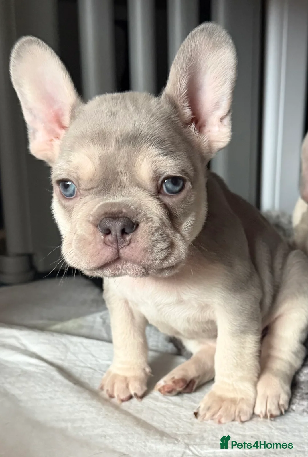 French Bulldog dogs for sale: French bulldog puppies  - Advert 4
