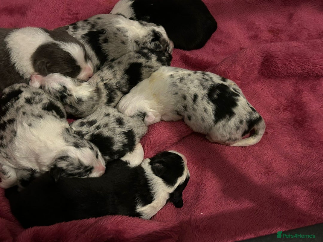 Border Collie dogs for sale: TopClass KC Health tested Border Collie Puppies  - Advert 2