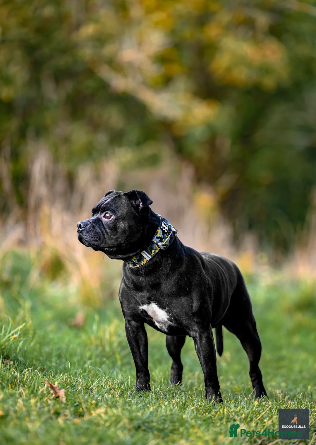 Staffordshire Bull Terrier dogs for stud: 📣THE 🔝 PRODUCING BLACK BLUE GENE CHAMPION IN UK  in Faversham - Advert 2
