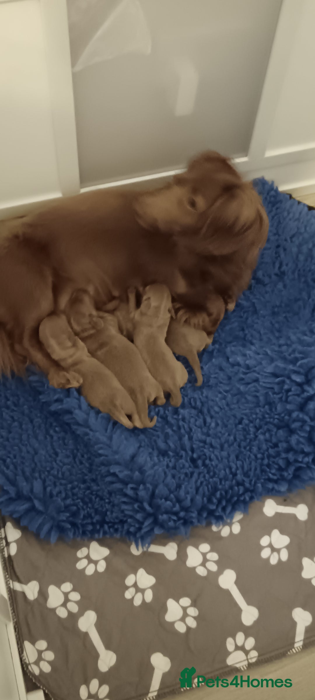 Miniature Dachshund dogs for sale: Stunning Minature Dachshund litter - Image 6