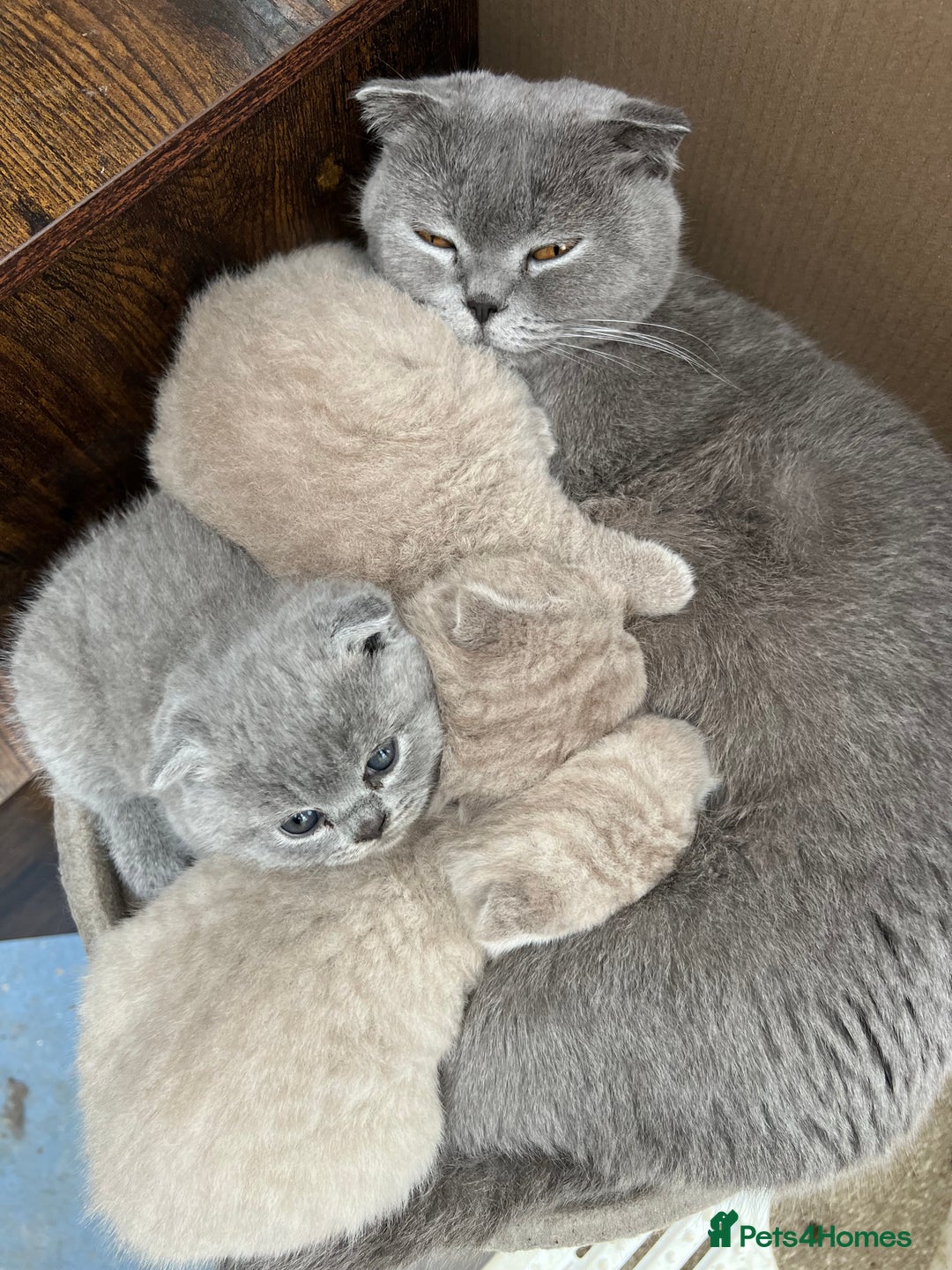 Mixed Breed cats for sale: Beautiful kittens available for loving homes. - Advert 22