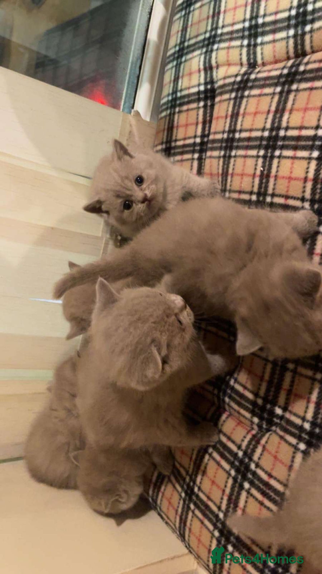 British Shorthair cats for sale: British Shorthair Kittens for Sale - Advert 6